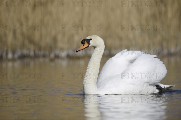 Mute swan (Cygnus olor), North Rhine-Westphalia, Germany