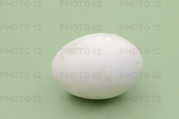 Dalmatian pelican (Pelecanus crispus), egg