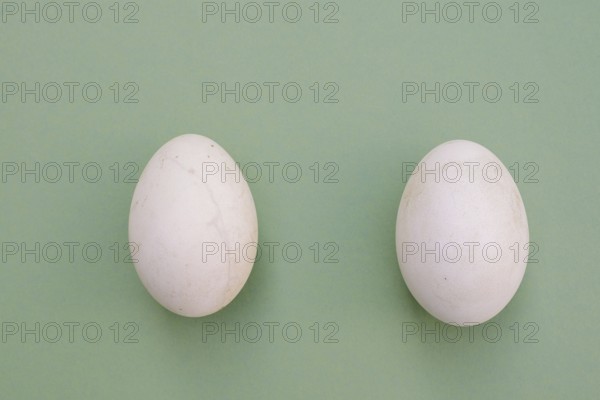 Dalmatian pelican (Pelecanus crispus), eggs