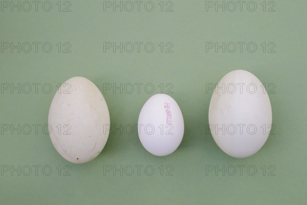 Eggs from the Dalmatian pelican (Pelecanus crispus) and domestic fowl (Gallus gallus domesticus)