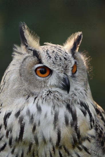 Turkmen Eagle Owl or Turkmen Eagle Owl (Bubo bubo omissus), portrait, captive, occurrence in Asia