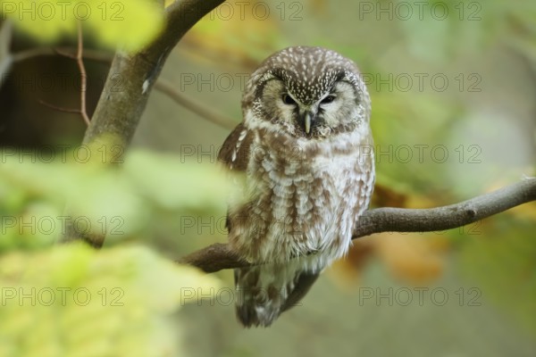 Great Horned Owl (Aegolius funereus), Bavarian Forest National Park, Bavaria, Germany