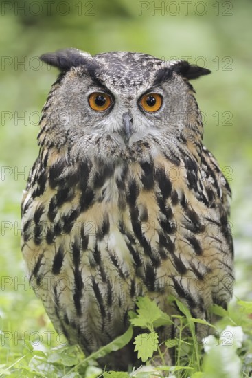 European Eagle Owl (Bubo bubo), North Rhine-Westphalia, Germany