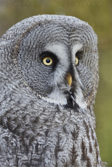 Bearded Owl (Strix nebulosa), portrait, captive, Germany
