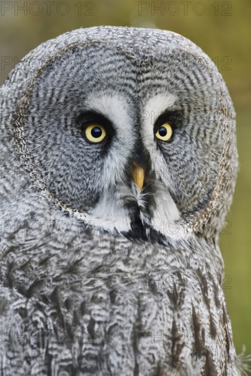 Bearded Owl (Strix nebulosa), portrait, captive, Germany