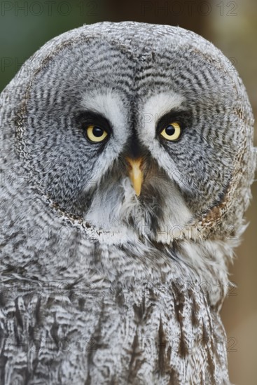 Bearded Owl (Strix nebulosa), portrait, captive, Germany