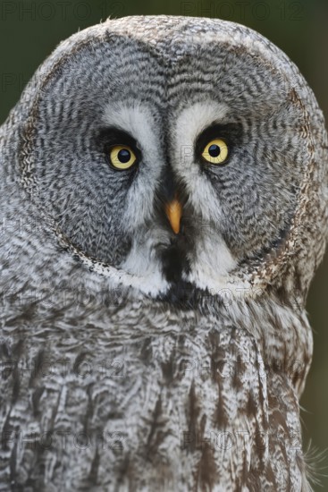 Bearded Owl (Strix nebulosa), portrait, captive, Germany