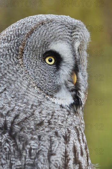 Bearded Owl (Strix nebulosa), portrait, captive, Germany