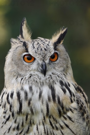 Turkmen Eagle Owl or Turkmen Eagle Owl (Bubo bubo omissus), portrait, captive, occurrence in Asia