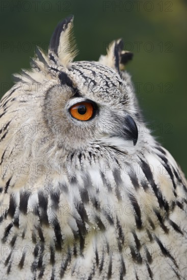 Turkmen Eagle Owl or Turkmen Eagle Owl (Bubo bubo omissus), portrait, captive, occurrence in Asia