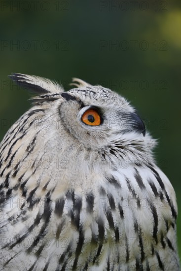 Turkmen Eagle Owl or Turkmen Eagle Owl (Bubo bubo omissus), portrait, captive, occurrence in Asia