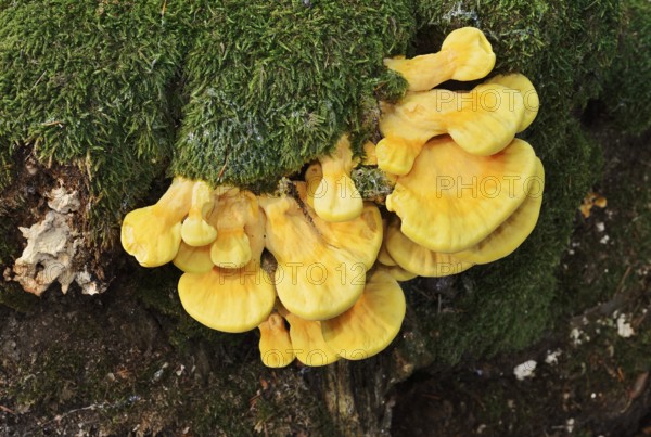 Sulphur polypore (Laetiporus sulphureus) on a mossy tree stump, North Rhine-Westphalia, Germany