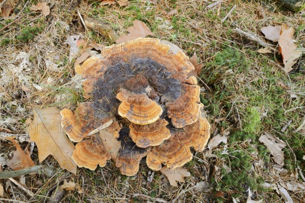 Pine Brown Porling (Phaeolus spadiceus, Phaeolus schweinitzii), Gelderland, Netherlands