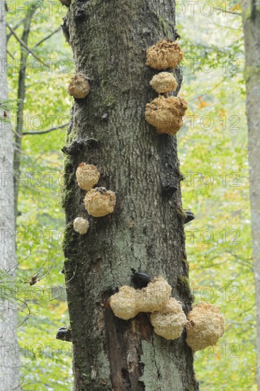 Fir spiny beard (Hericium flagellum) on a dead tree, Bavarian Forest National Park, Bavaria, Germany