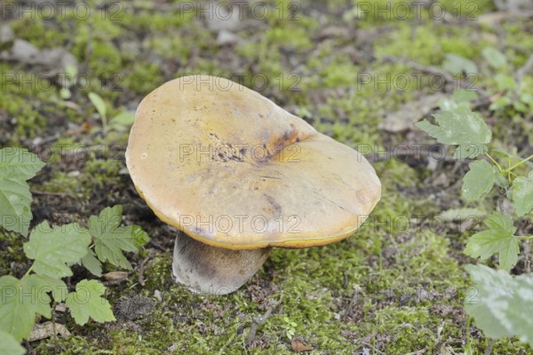 Hornbeam robin (Leccinum pseudoscabrum, Leccinum griseum), North Rhine-Westphalia, Germany