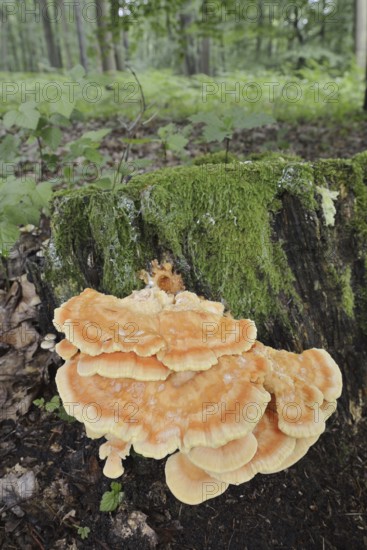 Sulphur polypore (Laetiporus sulphureus) on a tree stump, North Rhine-Westphalia, Germany