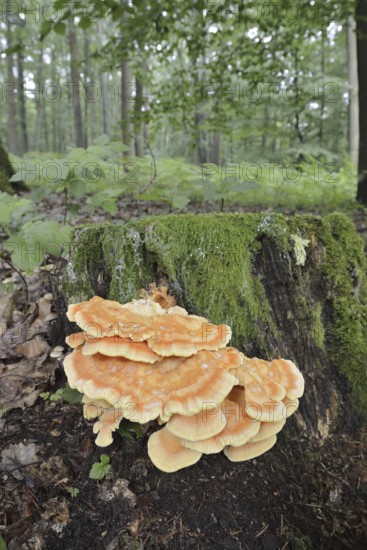 Sulphur polypore (Laetiporus sulphureus) on a tree stump in the forest, North Rhine-Westphalia, Germany