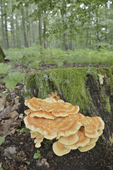 Sulphur polypore (Laetiporus sulphureus) on a tree stump in the forest, North Rhine-Westphalia, Germany