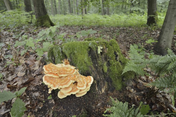 Sulphur polypore (Laetiporus sulphureus) on a tree stump in the forest, North Rhine-Westphalia, Germany