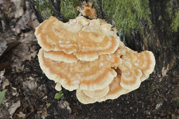 Sulphur polypore (Laetiporus sulphureus), North Rhine-Westphalia, Germany