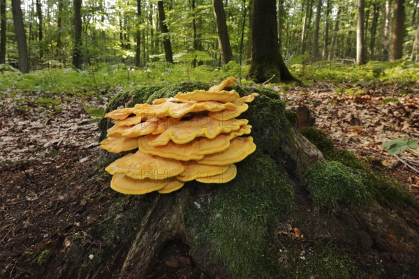 Sulphur polypore (Laetiporus sulphureus) on a mossy tree stump in a forest, North Rhine-Westphalia, Germany