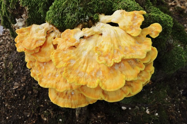 Sulphur polypore (Laetiporus sulphureus) on a mossy tree stump, North Rhine-Westphalia, Germany