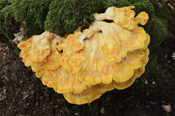 Sulphur polypore (Laetiporus sulphureus) on a mossy tree stump, North Rhine-Westphalia, Germany
