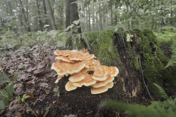 Sulphur polypore (Laetiporus sulphureus) on a tree stump in a forest, North Rhine-Westphalia, Westphalia, Germany