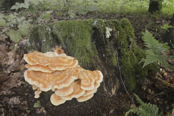 Sulphur polypore (Laetiporus sulphureus) on a tree stump, North Rhine-Westphalia, Germany