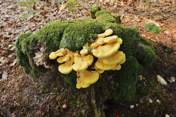 Sulphur polypore (Laetiporus sulphureus) on a mossy tree stump, North Rhine-Westphalia, Germany