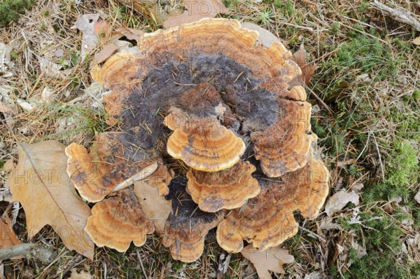 Pine Brown Porling (Phaeolus spadiceus, Phaeolus schweinitzii), Gelderland, Netherlands