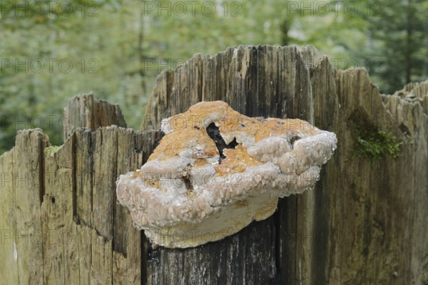 Red Banded Polypore or spruce spurge (Fomitopsis pinicola), Guttation, Bavarian Forest National Park, Bavaria, Germany