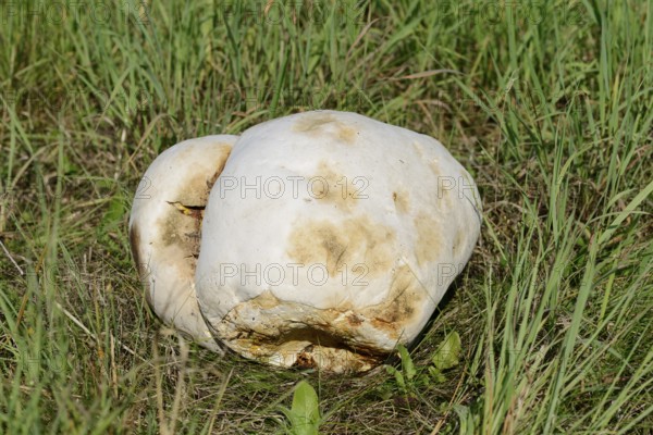 Giant bovist (Langermannia gigantea), North Rhine-Westphalia, Germany