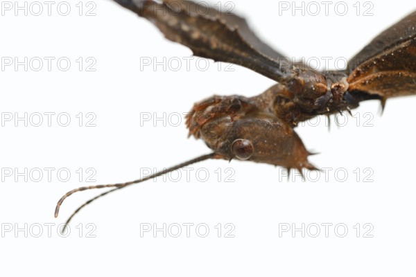 Giant prickly stick insect (Extatosoma tiaratum), female against a white background, portrait, captive, native to Australia
