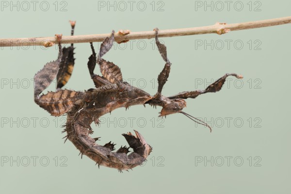 Giant prickly stick insect (Extatosoma tiaratum), female, captive, native to Australia