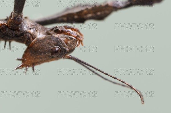Giant prickly stick insect (Extatosoma tiaratum), female, portrait, captive, native to Australia