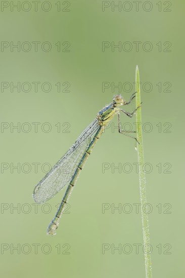 Willow Emerald Damselfly (Chalcolestes viridis), female, North Rhine-Westphalia, Germany