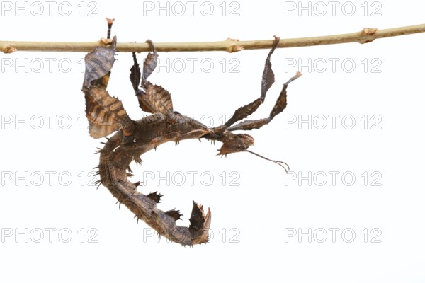 Giant prickly stick insect (Extatosoma tiaratum), female against a white background, captive, native to Australia