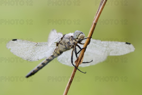 Black-tailed Skimmer (Orthetrum cancellatum), female with dewdrops, North Rhine-Westphalia, Germany