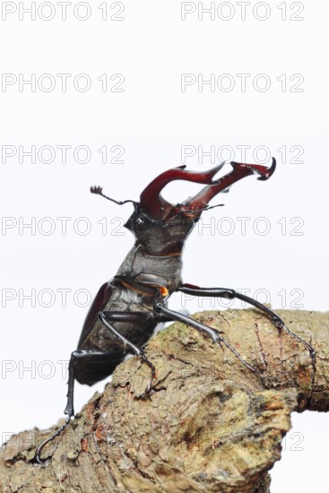 Stag beetle (Lucanus cervus), male on a branch against a white background