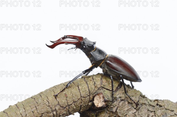 Stag beetle (Lucanus cervus), male on a branch against a white background
