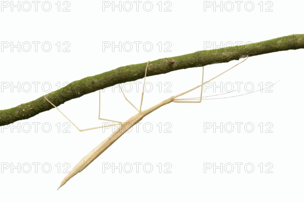 Pink winged stick insect (Sipyloidea chlorotica, Sipyloidea sipylus) on a twig against a white background, captive, native to Asia