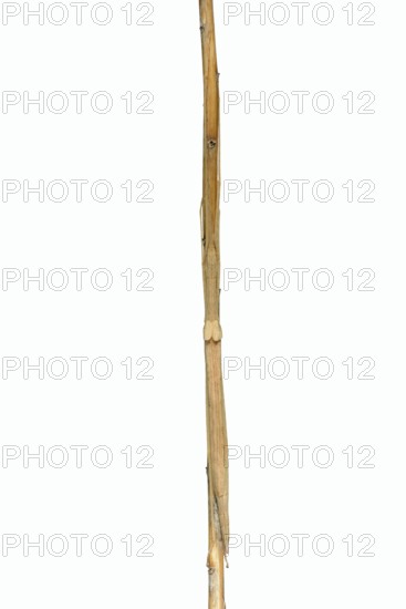 Pink winged stick insect (Sipyloidea chlorotica, Sipyloidea sipylus) sits well camouflaged on a twig against a white background, captive, native to Asia