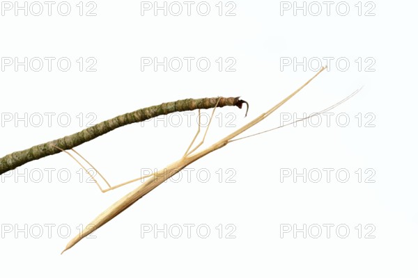 Pink winged stick insect (Sipyloidea chlorotica, Sipyloidea sipylus) on a twig against a white background, captive, native to Asia
