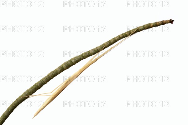 Pink winged stick insect (Sipyloidea chlorotica, Sipyloidea sipylus) on a twig against a white background, captive, native to Asia