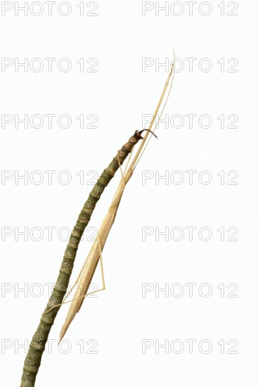 Pink winged stick insect (Sipyloidea chlorotica, Sipyloidea sipylus) on a twig against a white background, captive, native to Asia