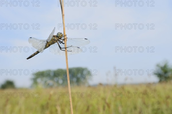 Black-tailed Skimmer (Orthetrum cancellatum), female, North Rhine-Westphalia, Germany