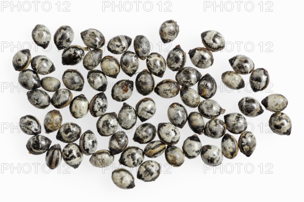 Giant prickly stick insect (Extatosoma tiaratum), eggs on white background, occurring in Australia