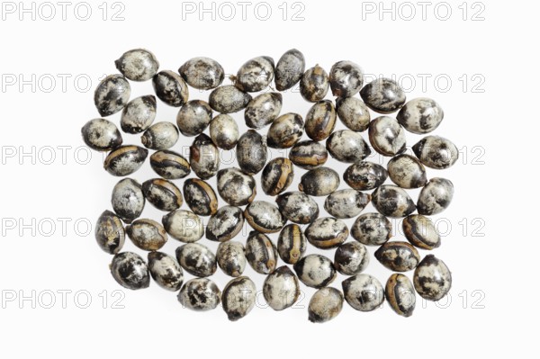 Giant prickly stick insect (Extatosoma tiaratum), eggs on white background, occurring in Australia