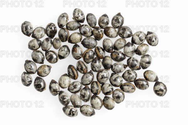 Giant prickly stick insect (Extatosoma tiaratum), eggs on white background, occurring in Australia